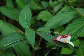 Image result for Balsaminaceae