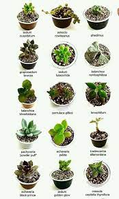 Más o menos grande, no importa, lo realmente interesante es saber cómo utilizar las plantas para sacar su máximo partido. Suculenticas Nombres De Algunos Cactus Y Suculentas Facebook