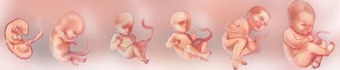 Dates help in weight gain. Due Date Calculator Amazingly Accurate Pregnancy Calculator