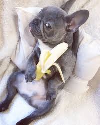 As a dog owner, you're probably wondering what are the best ingredients that you when you count the amount of money you spend on buying canned or dry kibble dog food, the barf diet presents not only a healthier choice but also. 10 Best Fruits That Your French Bulldog Needs To Eat