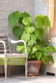 Image result for Sparrmannia africana