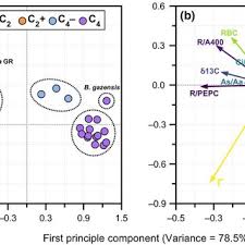 Image result for Blepharis gazensis