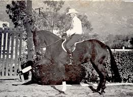 Jimmy Williams The Man Who My Trainer Credits With Pushing Her And Teaching Her She Trained With Him And I Am Privil Horse And Human Horse Rider Show Jumping