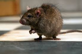 How do i get rid of rats fast? Can Rat Poison Kill Humans Rat Poison Ingestion Handling Angi Angie S List