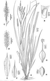 Image result for Carex bequaertii