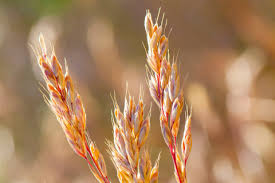 Image result for Festuca chodatiana