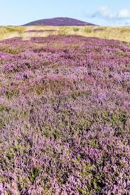 Where To See Heather In Scotland Best Place To View It In Bloom Scottish Landscape Scottish Heather Scotland