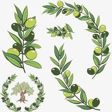 Vector Green Olive Branch Olive Branch Aceitunas Leaf Png Y Psd Para Descargar Gratis Pngtree Olive Branch Tattoo Olive Tree Tattoos Olive Wreath