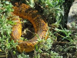 Image result for Sarcophyte piriei