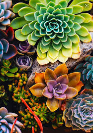 Pin By Brittany Bisacca On Healthcare Art Suculentas Suculentas Jardin Cactus Y Suculentas