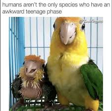 17 Bird Memes To Beak Your Interest Memebase Funny Memes