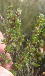 Image result for Cliffortia