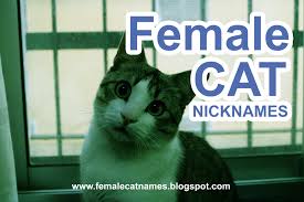 While others, such as bella, boots, and callie, are classic. Female Cat Names