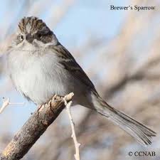Sparrows North American Birds Birds Of North America