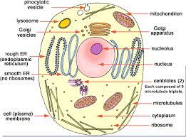 We did not find results for: Download Hd Ncert Class 9 Science Solutions Animal Cell And Plant Cell Diagram Transparent Png Image Nicepng Com