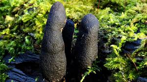 Image result for Xylaria polymorpha