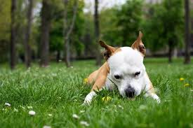 In my experience that depends entirely on the dog, and what's on the lawn. Why Does My Dog Keep Eating Grass Is My Dog Poisoned Memphis Veterinary Specialists Emergency