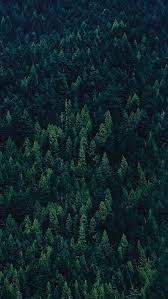 Wald 2 Tree Wallpaper Iphone Nature Wallpaper Forest Wallpaper