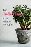 Image result for do jade plants need direct sunlight