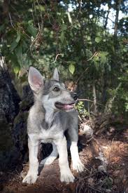 Die rasse marxdorfer wolfshund gibt es noch nicht lange. Dank Sina Fur Marxdorfer Wolfshunde Von Sirius Lupus Facebook