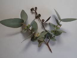 Argyle apple, silver dollar gum eucalyptus cinerea characteristics. Eucalyptus Cinerea Argyle Apple Eucalyptus Silver Dollar Tree North Carolina Extension Gardener Plant Toolbox