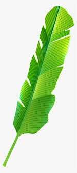 Banana Leaf Png Transparent Banana Leaf Png Image Free Download Pngkey Animation portrait of the beautiful black woman, wreath of tropical leaves. banana leaf png transparent banana