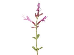 Image result for Syncolostemon