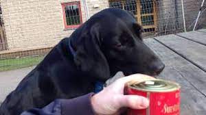We did not find results for: Dogs Try Surstromming Getting Crazy Stinky Fish From Sweden Short Version Youtube