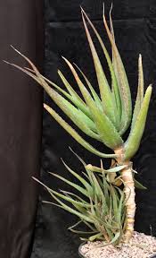 Image result for Aloe mzimbana