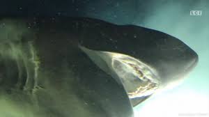 Espece de requin geant pr?historique. Video Un Monstrueux Requin Prehistorique Attaque Un Sous Marin Lci