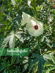 Image result for Hibiscus cannabinus