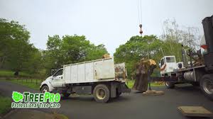 Elliott is part of a santa rosa tradition of dental comfort and care. Treepro Professional Tree Care Your Local Santa Rosa Tree Service