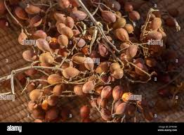 Image result for Dialium guineense