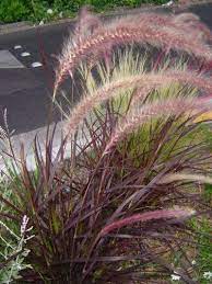 Alibaba.com offers 1,901 deer grass products. Care Of Purple Fountain Grass How To Grow Purple Fountain Grass