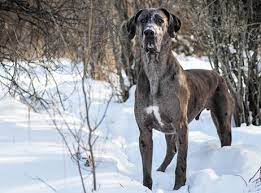 We also study pet food & nutrition as it makes a huge difference in. Great Dane Puppies For Sale In Colorado Co Purebred Great Danes Puppy Joy