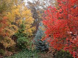 5% off your lowe's advantage card purchase: Shantung Maples Metro Maples