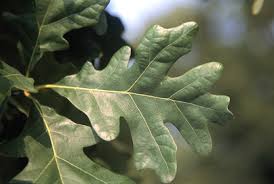 Image result for white oak leaf