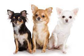 Breeders of merit are denoted by level in ascending order of: Chihuahua Dog Breed Information