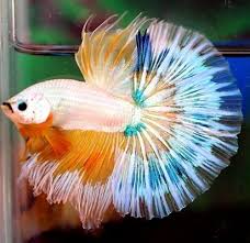 Pin On Bettas