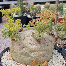 Image result for Trochomeria macrocarpa