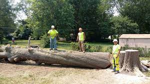 Arbor Masters Are Experts In Large Tree Removals Lawn Renovation Tree Removal Overseeding