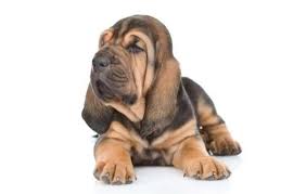 In domestic dogs, sexual maturity happens around six in a study of seven dog breeds (the bernese mountain dog, basset hound, cairn terrier, brittany. Bloodhound Dog Breed Info Pictures Care Guide Temperament Traits Pet Keen