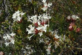 Image result for Gnidia