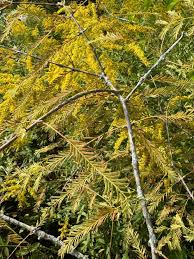 Image result for Metasequoia glyptostroboides