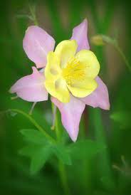 Pin On Flowers And Gardening