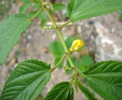 Image result for Corchorus schimperi