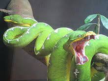 Using their long, sharp, recurved teeth, they will grab hold of their prey, constrict it and then consume it whole. Emerald Tree Boa Wikipedia