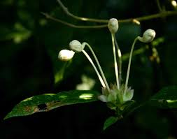Image result for Clerodendrum cephalanthum