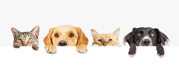 Maybe you would like to learn more about one of these? Thomastown Vets Kilkenny Veterinary Clinic Small Animal Vets Kilkenny