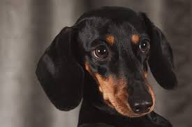The lively miniature dachshund has a life expectancy of 12 to 15 years. Dachshund Temperament Personality Canna Pet